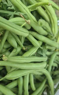 لوبیا سبز کیلو ۸۰