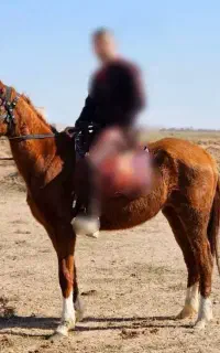 اسب .مادیان .ترکمن .