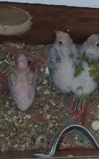 جوجه گرینچیک سرلاکی