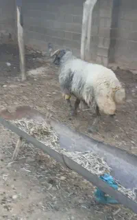 فروش قوچ