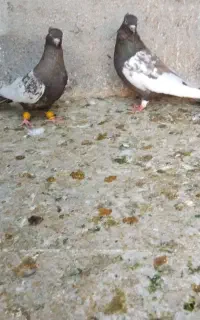 کفتر سینه قهوه ای