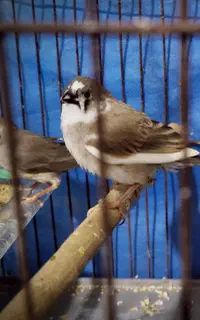 یک جفت فنچ زبرای ۱ماهه