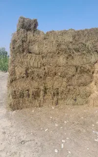 فروش یونجه چین ۵ بدون علف ۲۱۰ پرس