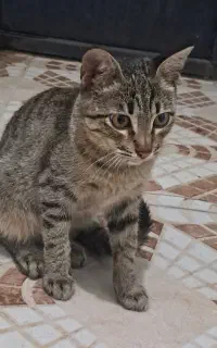 گربه کوچک 4ماهه نربازیگوش بقلی