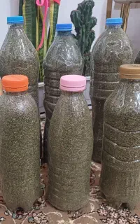 خالیواش تازه(سبزی معطر)