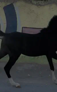 اسب سیاه پنج نشان