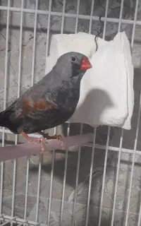 پرنده