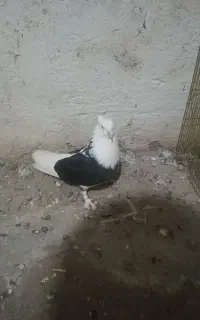 کبوتر شازده سیاه کاکلی پاچکمه نر عتیقه کفتر
