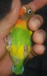 کوتوله برزیلی آفریقایی