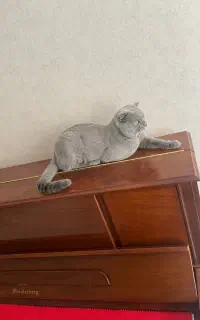 واگذاری گربه اسکاتیش