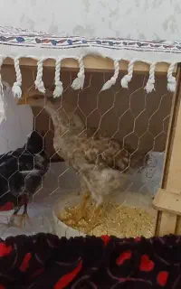 دو تا جوجه ۴ پنج ماهه رسمی سر حال