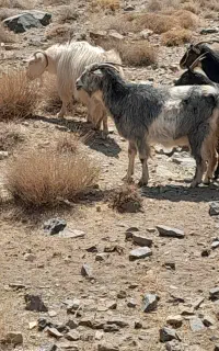 بزبومی
