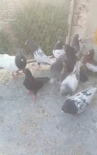 کفتر