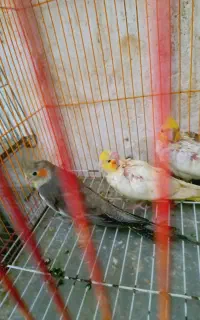 جوجه نر  تازه دونه خور شدن هرکدام ۶۰۰
