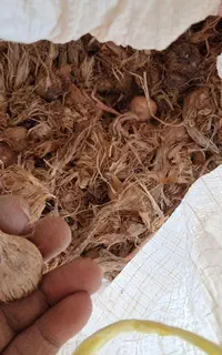 پیاز زعفران