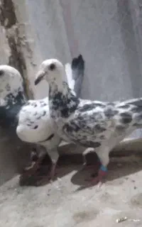 کفتر