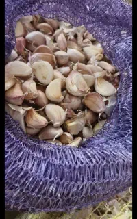 کارگر سیر نیاز داریم فقط ۱۵ نفر(۲ روز کار)