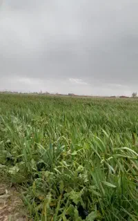 دنبال کار