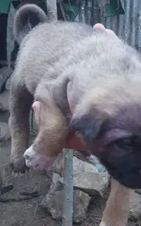 توله