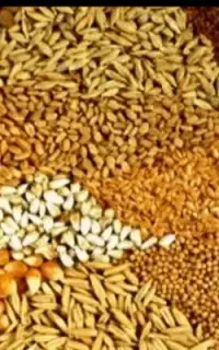 خوراک دام خرید فروش