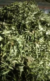 نعناع خشک
