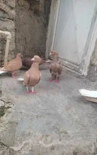 کبوتر