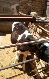 گوساله ماده پنج ماهه