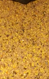 گرده گل
