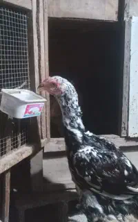 لاری