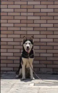 سگ‌ هاسکی نر و ماده