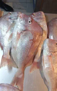 بوشهر بازار ماهی فروشا