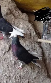 کفتر پرشی