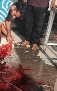 کشتن کهره گاو شتر