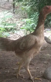 فروش یامعاوضه