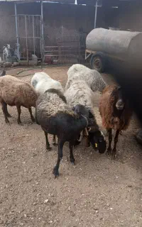 سلام فروش گوسفند چاق میش بره بز موجود است