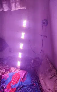 ال ای دی 250وات رشد گیاه