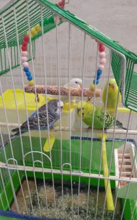مرغ عشق بسیار سرحال