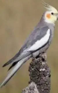 عروس هلندی گمشده