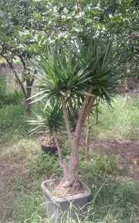 ۳۰ عدد یوکا جزیره و تنه