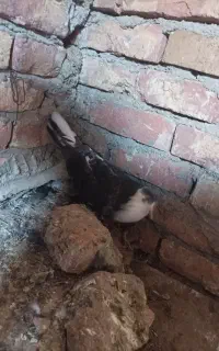 کبوتر ماده