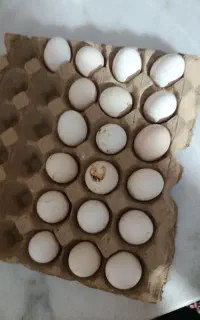 تخم نطفه دار گلین