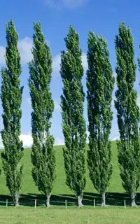 چوب سپیدار