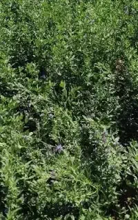 بذر یونجه رنجر و بغدادی