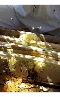 عسل وحشی و کاملا طبیعی برای درمان بیماری ها