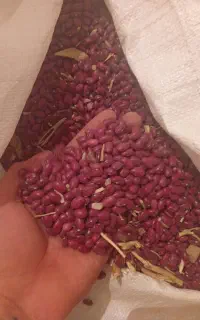 لوبیا قرمز