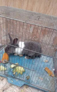 خرگوش