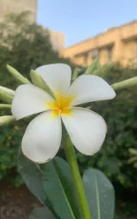 گل یاس هندی (پلمریا) سفید