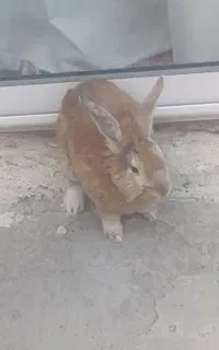 خرگوش جرسی
