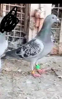 کبوتر ماده پااین بخون