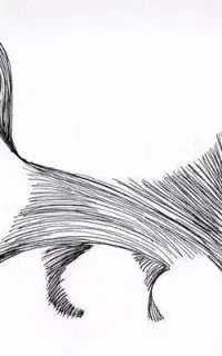 گربه
